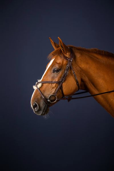 Hovedbilde Dyon Fig 8 Noseband Bridle New English Collection