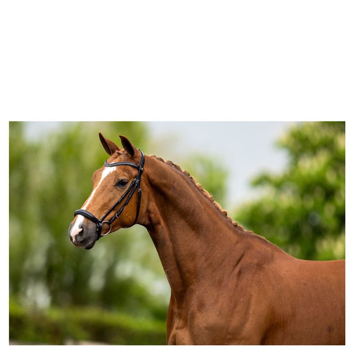 BR Bidle Hereford